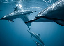 红桃杰克 崔斯特，红桃杰克崔斯特值钱么